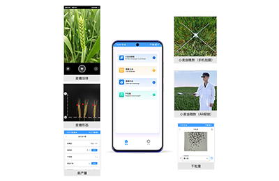 吉安市小麦亩穗数分析仪IN-XM02
