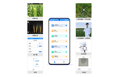 吉安市小麦表型测量仪IN-XM05